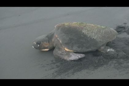 78C2E73A-61B0-4098-85C5-AAA290D1D0EB